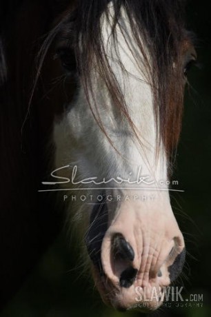 Slawik - Clydesdale