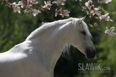 Slawik - bělouš